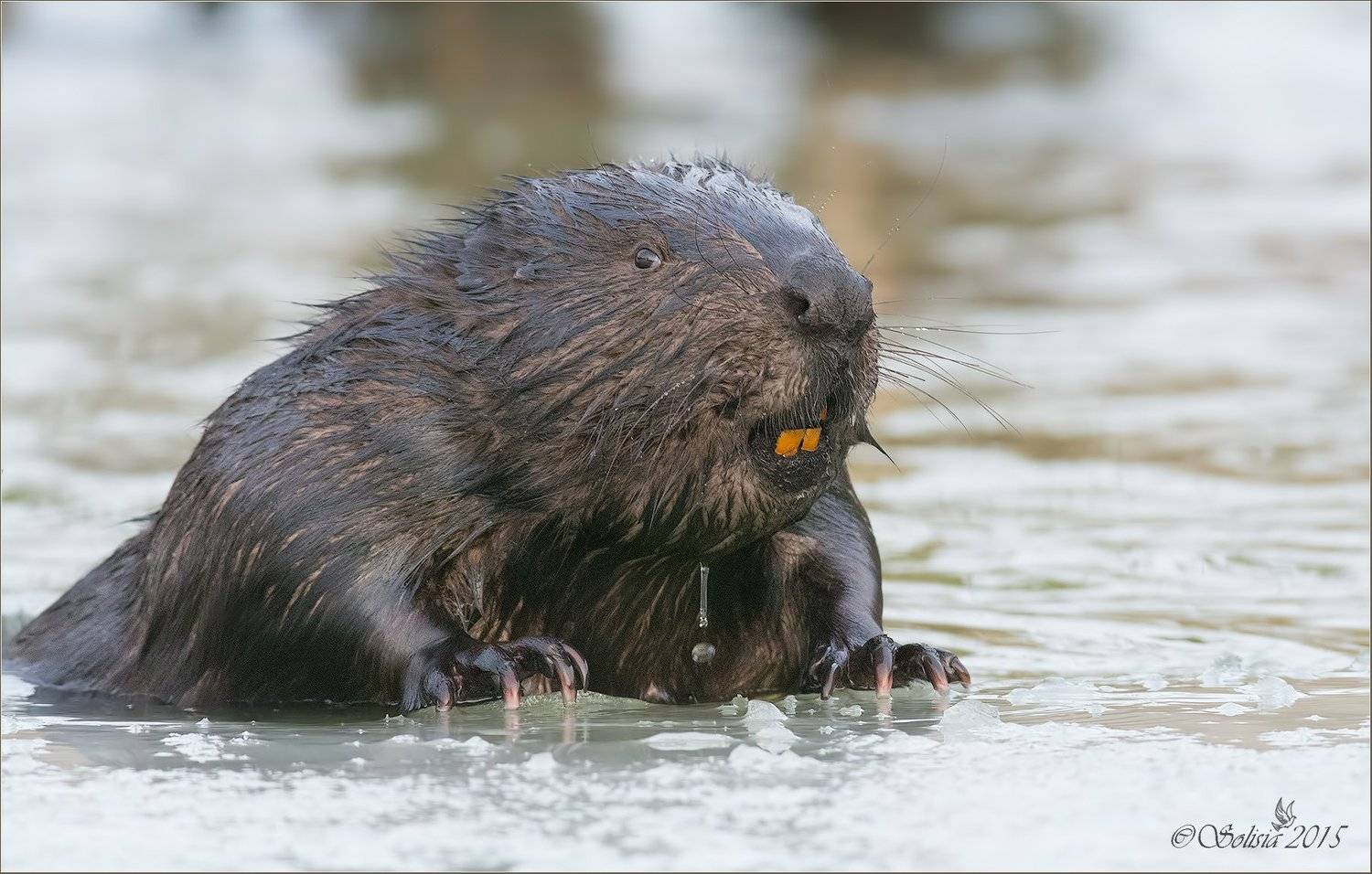 2015, Бобр, Животные, Зима, Москва, Природа, Река Химка, Январь, Солисия