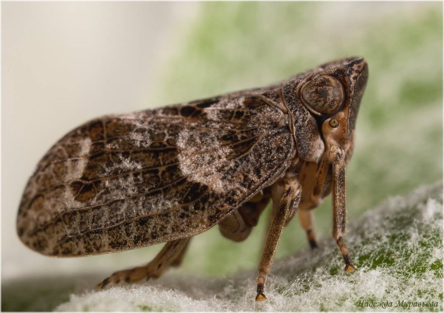 Agalmatium flavescens, Issidae, Цикада, Надежда Муравьёва