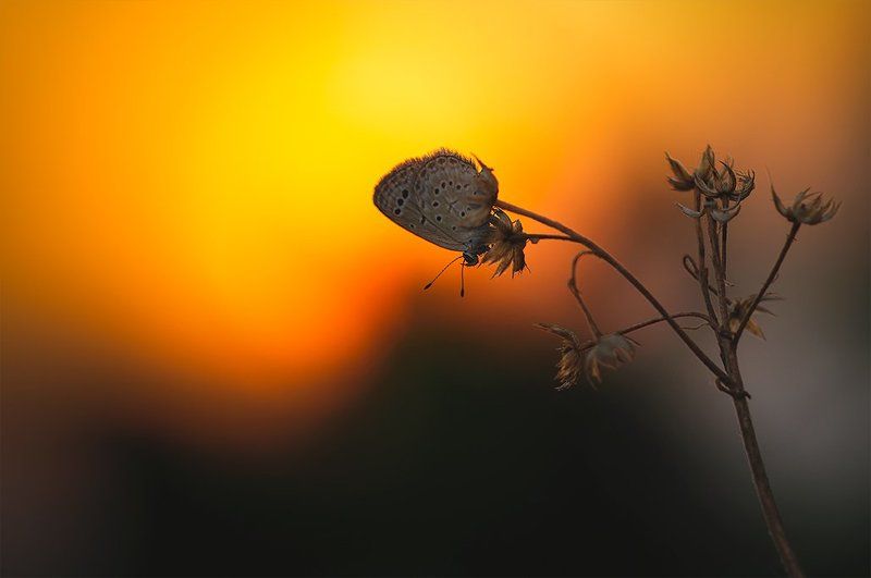 Sunset фото превью