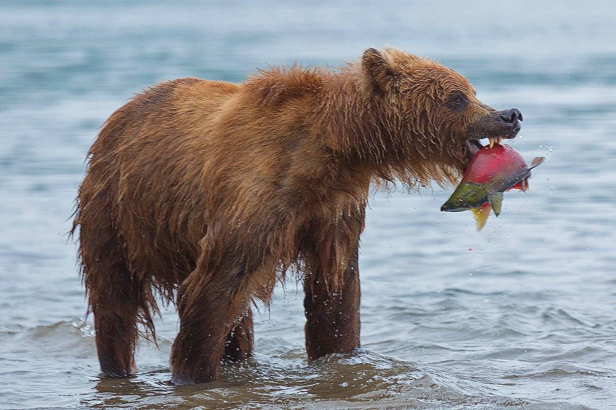 , Денис Будьков