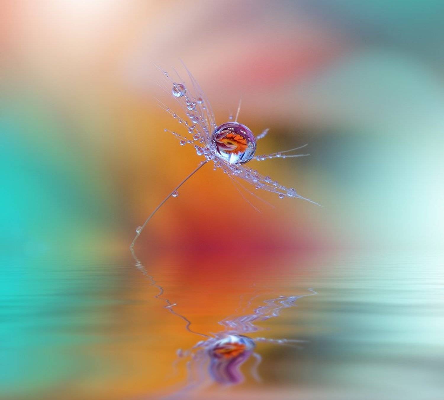 Close-up, Dandelion, Drop, Macro, Nikon, Juliana Nan
