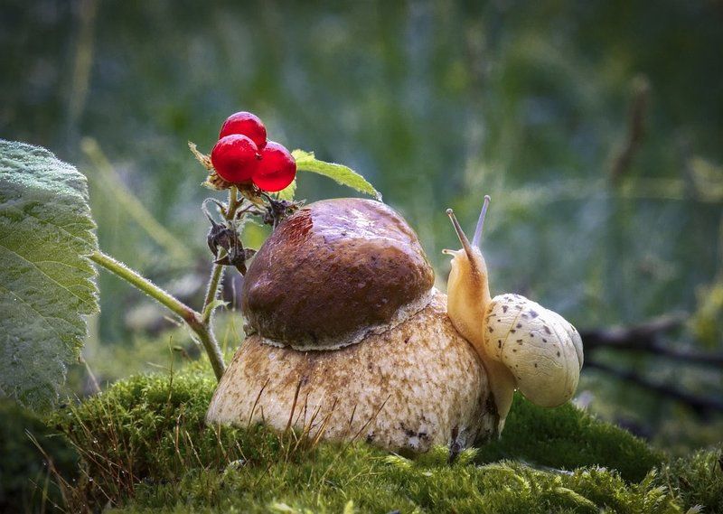 Костяника сладкая, как счастье ... фото превью