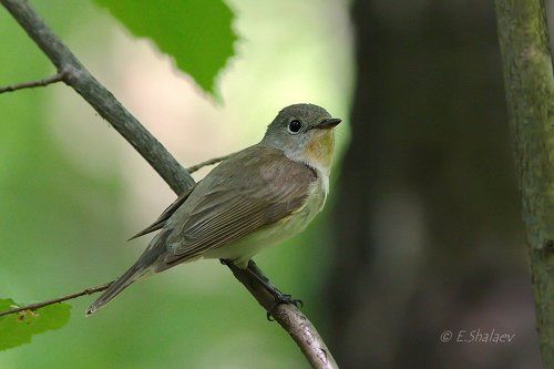 Red-breasted flycatcher ,Малая мухоловка - Ficedula parva