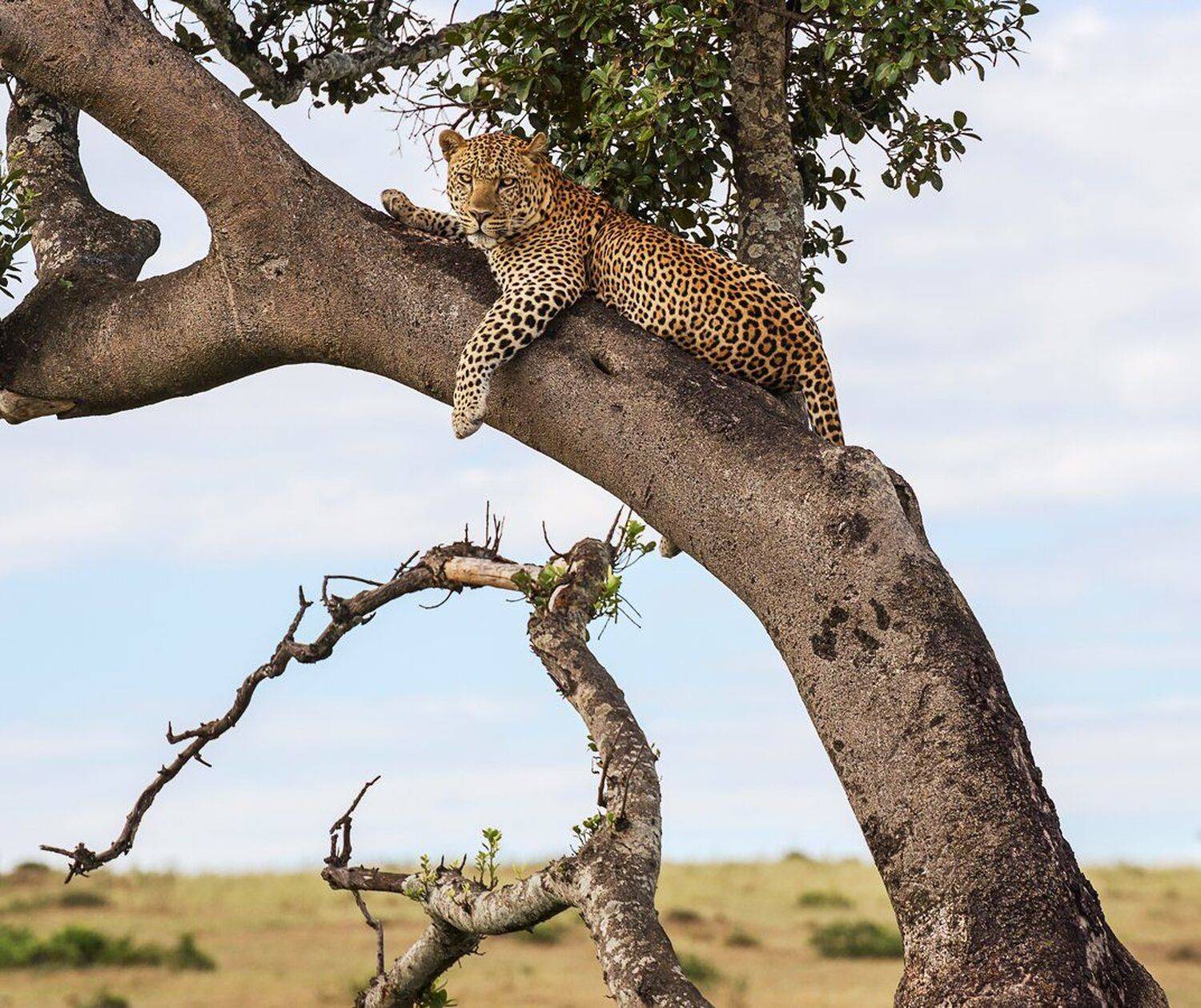 Африка, Гепард, Дикая кошка, Дикая природа, Кения, Лежит, Леопард, На дереве, Саванна, Танзания, Ягуар, Михаил Туркеев
