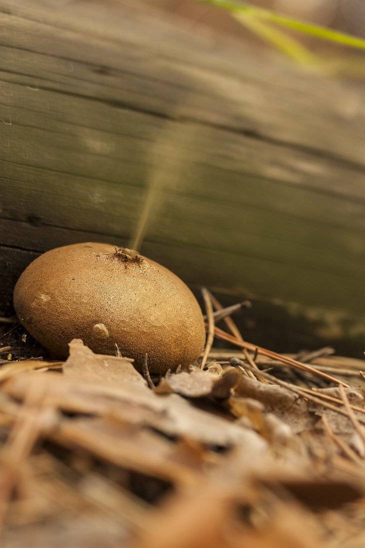 Гриб дождевик, Роман Рысь