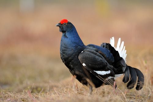 Краснобровый.