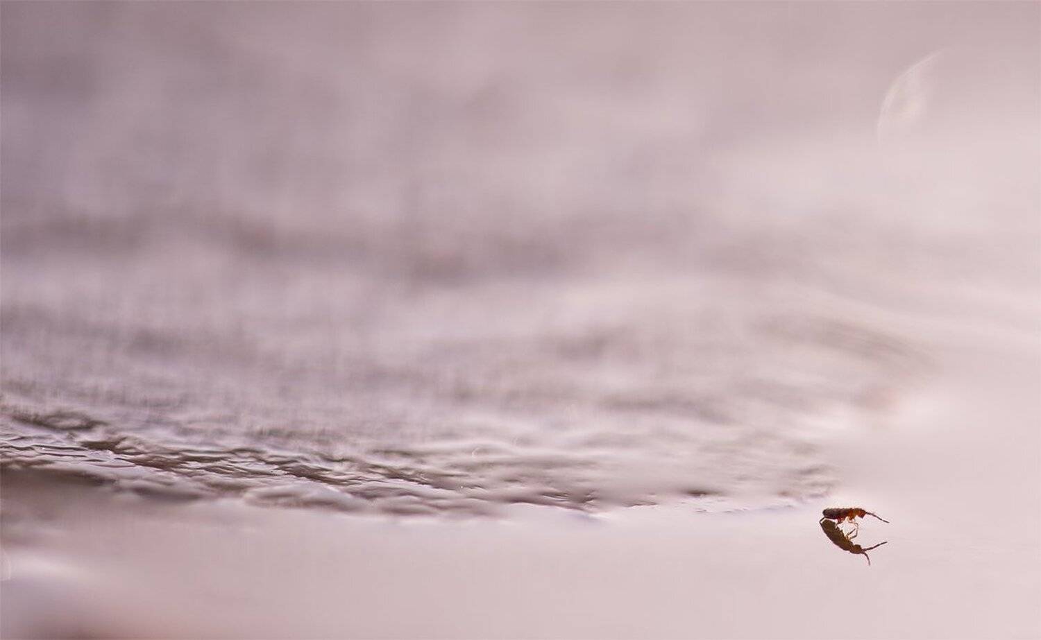 , Геннадий Мещеряков