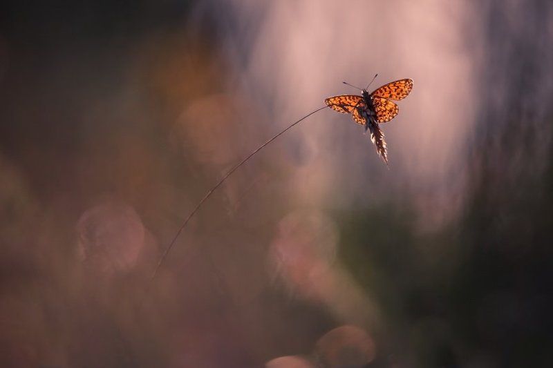 Где то в августовских травах. фото превью