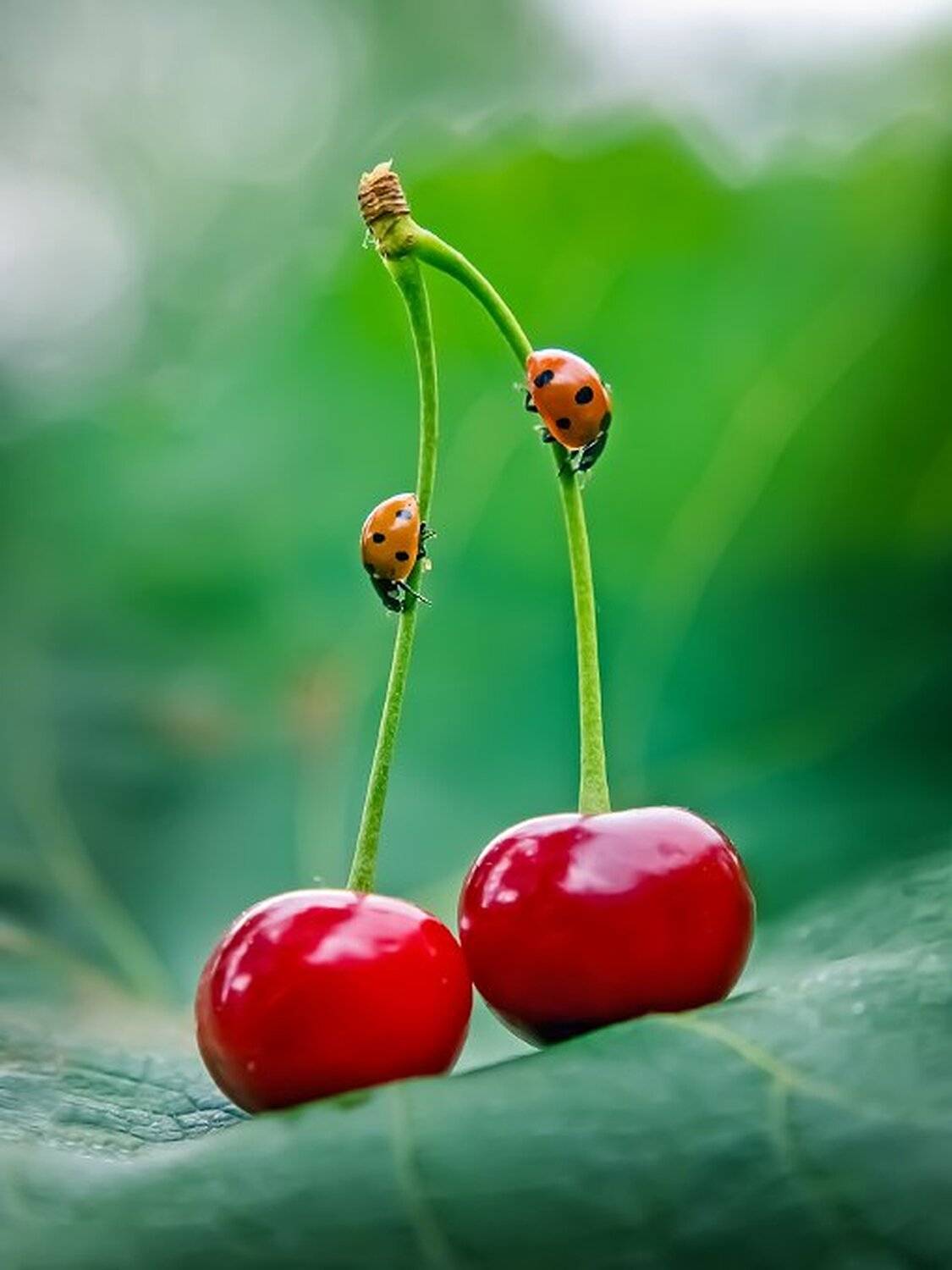 макро, макро красота, макро мир,, Александр Чорный