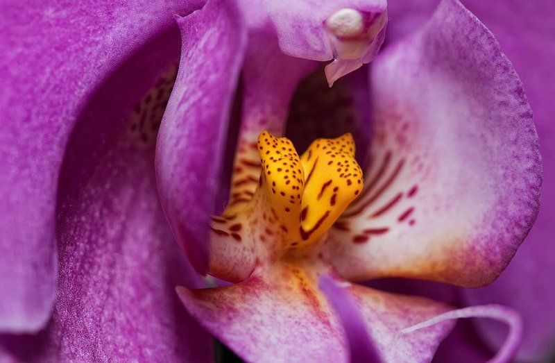 -- V -- фото превью