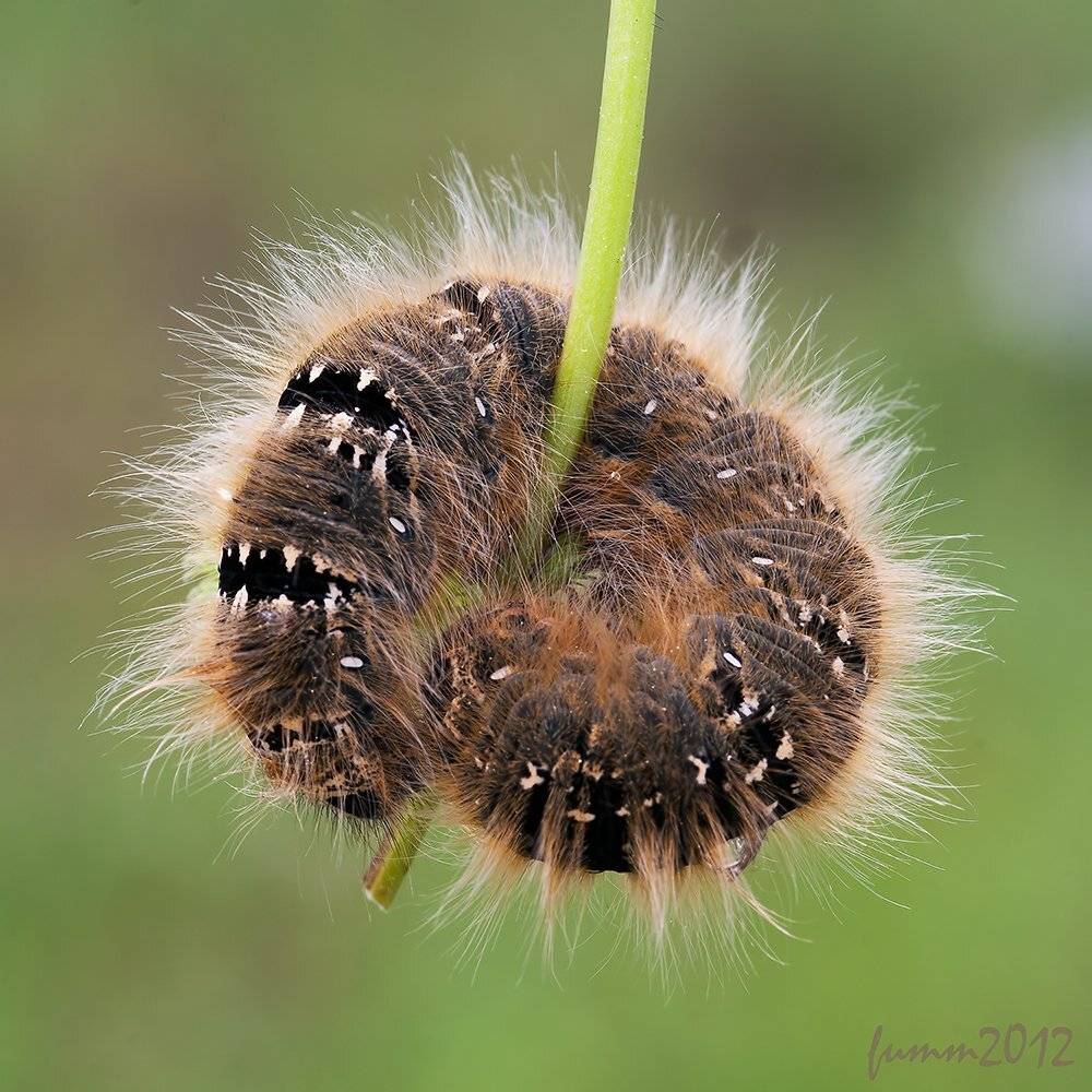 , Игорь ФУММ