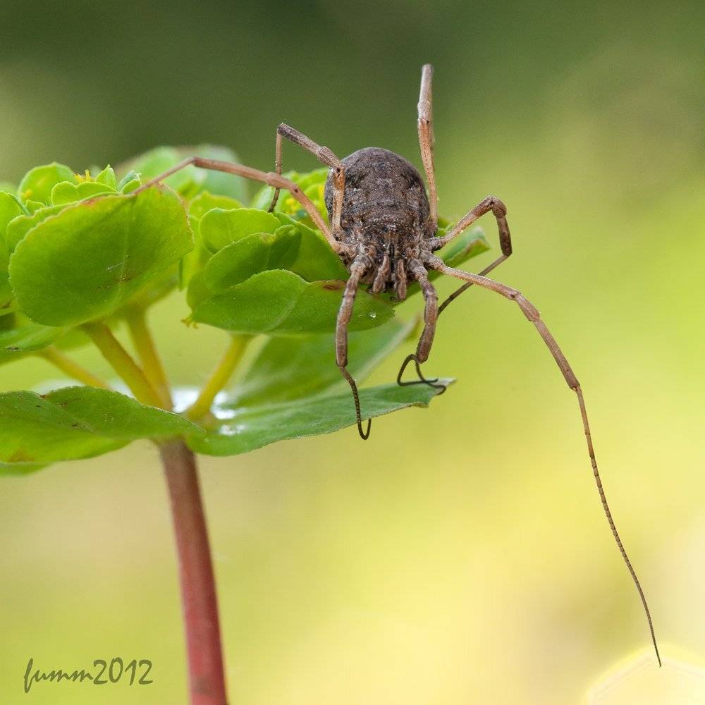 , Игорь ФУММ