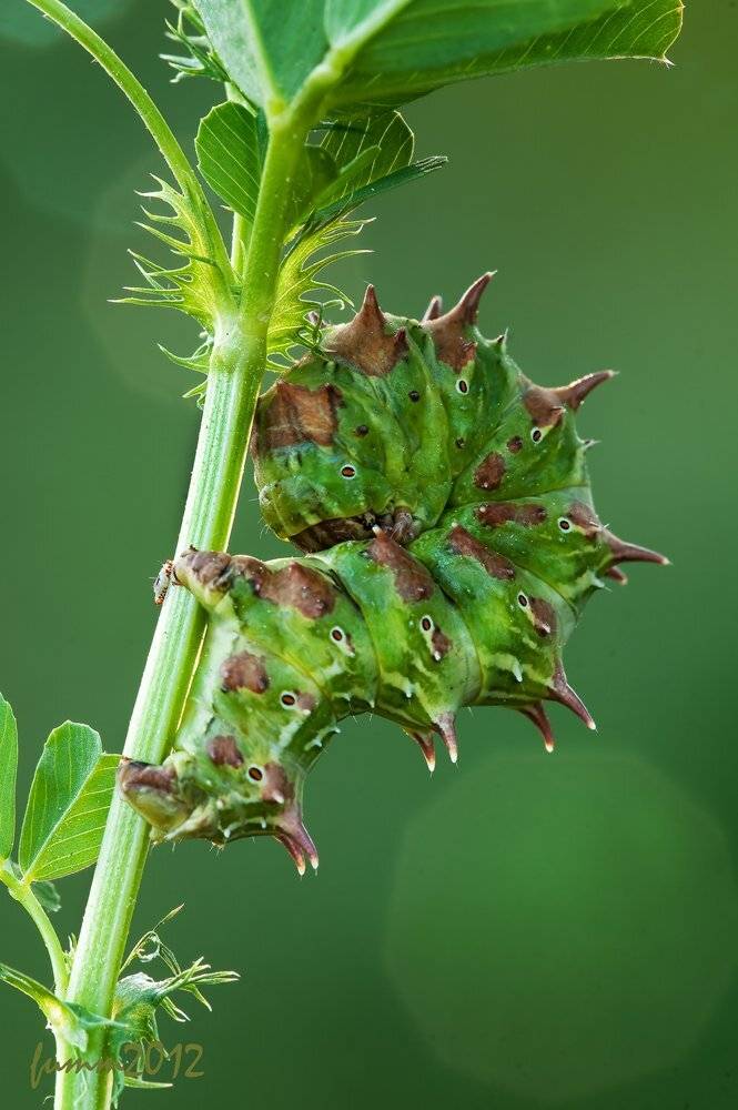 , Игорь ФУММ