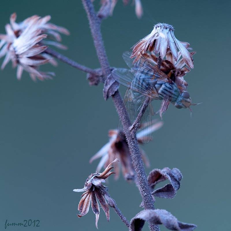 , Игорь ФУММ