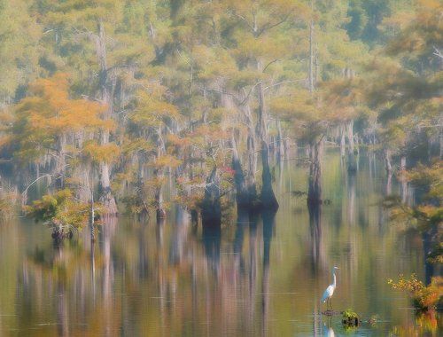 Болота - Black Bayou Lake