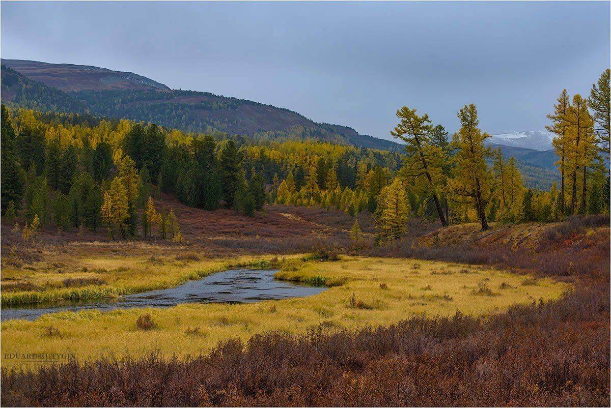 Altai, Ulagan, Алтай, Горы, Желтое, Лиственница, Лиственницы, Осень, Пасмурно, Река, Улаган., Улаганское, Улаганское нагорье, Цвет., Кутыгин Эдуард