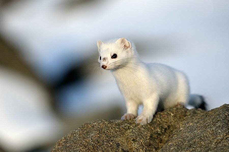 , Максим Деминов