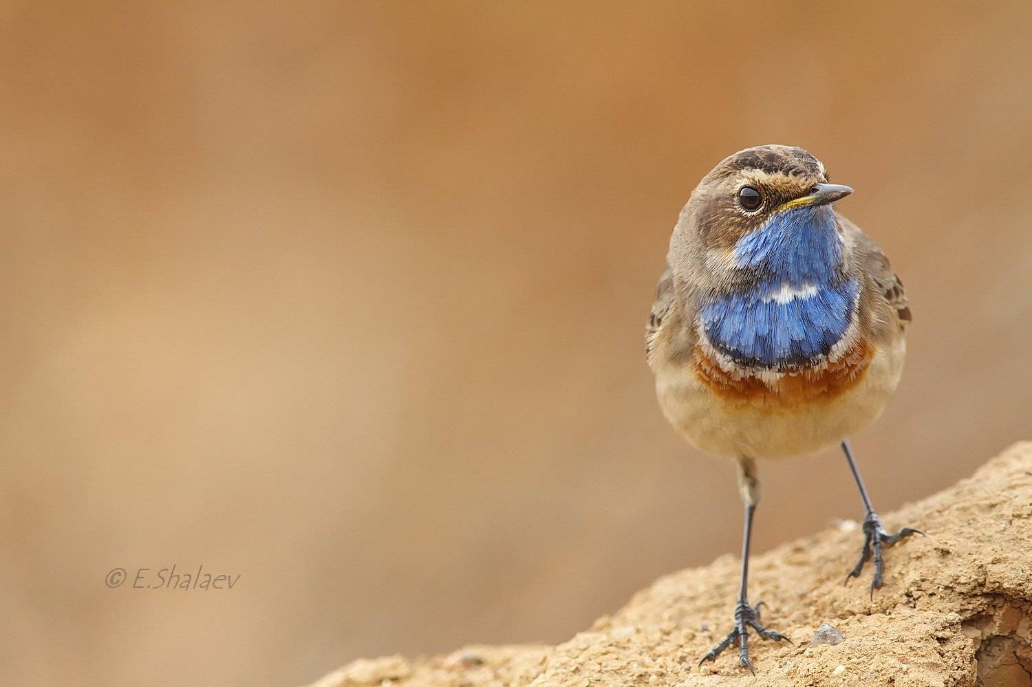 Birds, Bluethroat, Luscinia svecica, Варакушка, Птица, Птицы, Фотоохота, Евгений