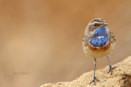 Bluethroat ,Варакушка - Luscinia svecica