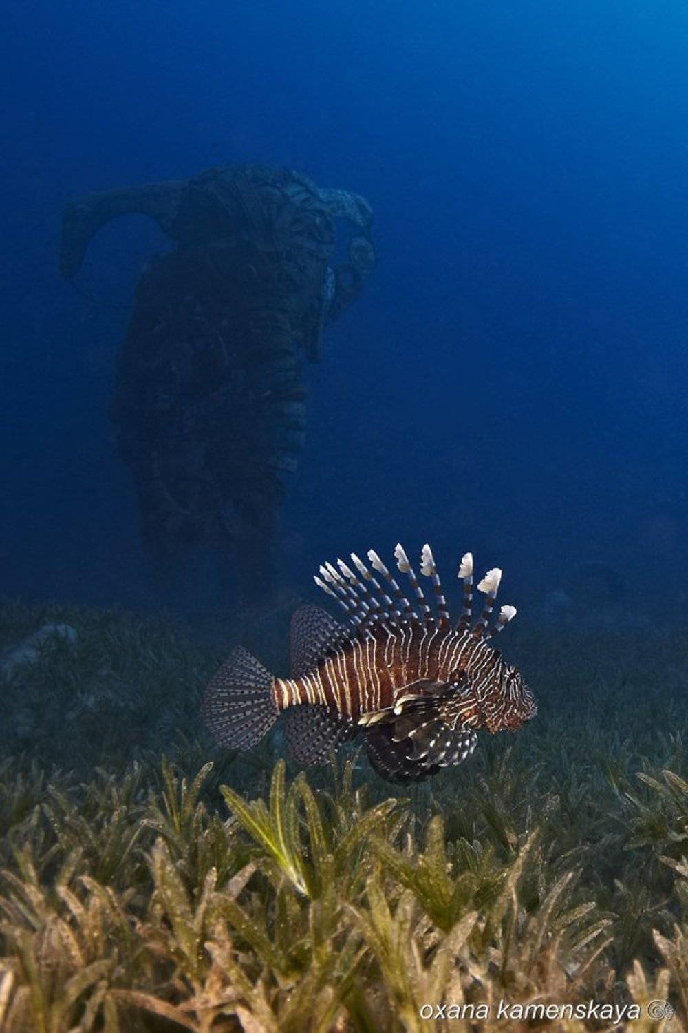 Lionfish Red Sea Elephant, Оксана Каменская