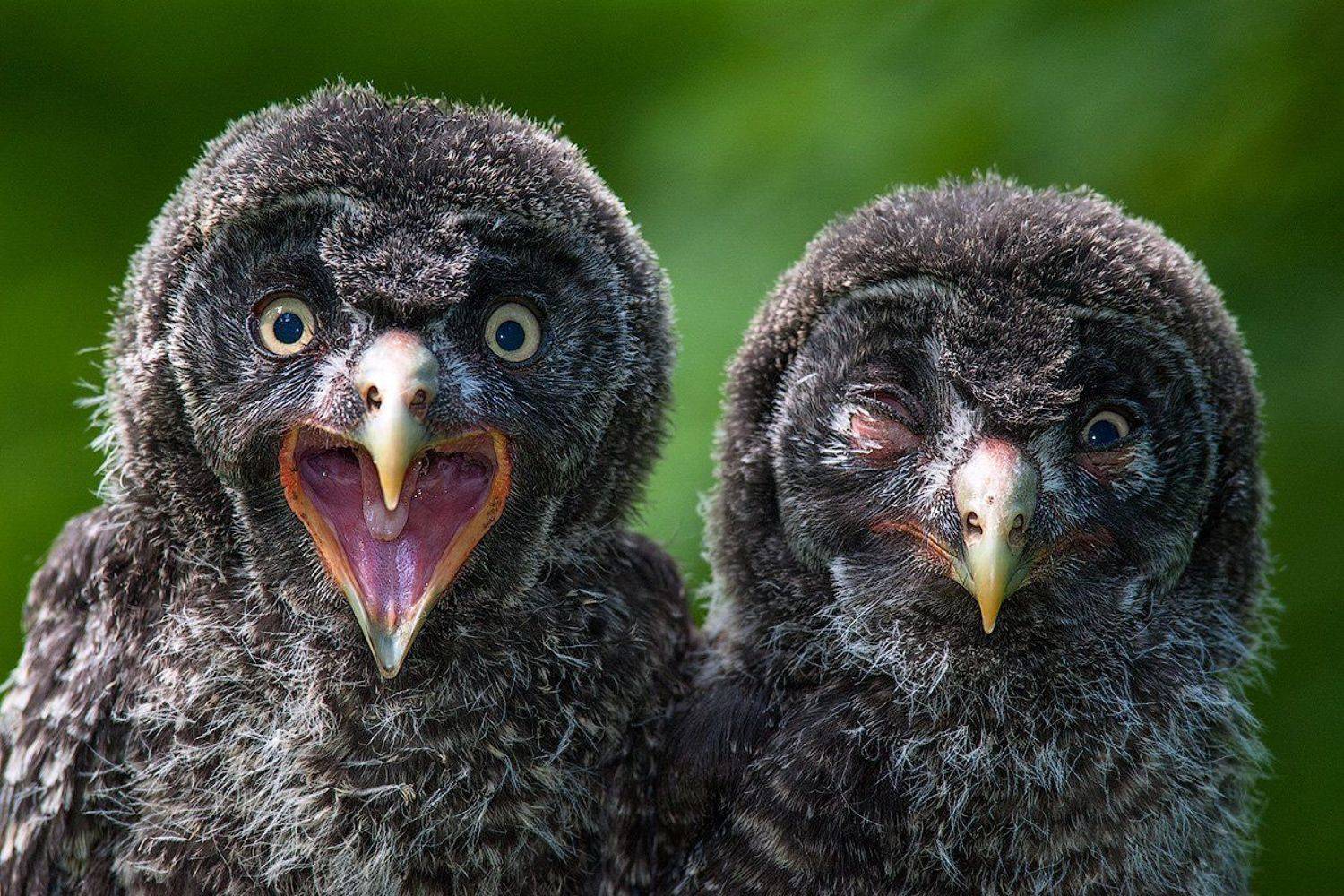 бородатая неясыть, птенцы, сергейиванов, Сергей Иванов