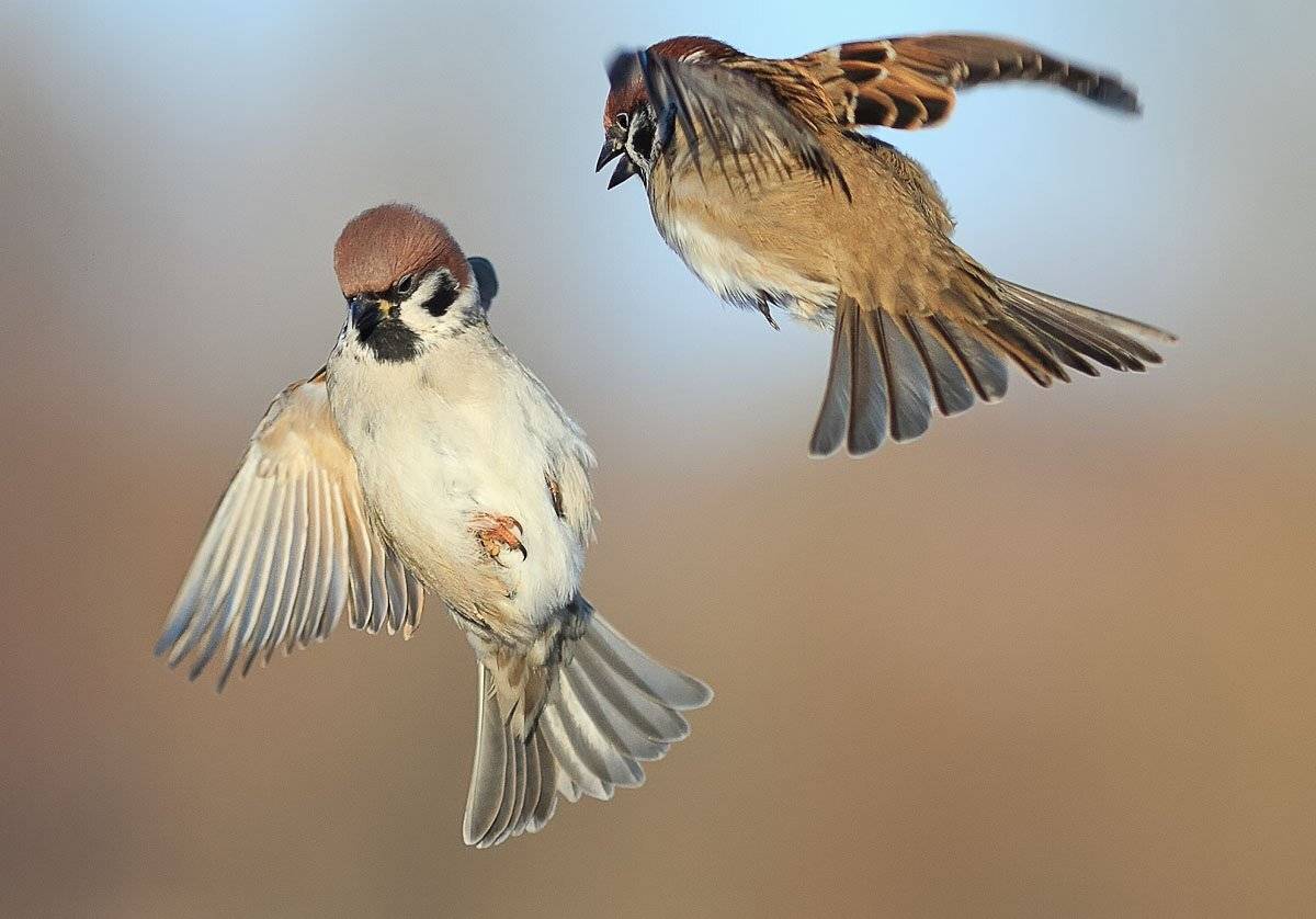 воробьи, Наталья