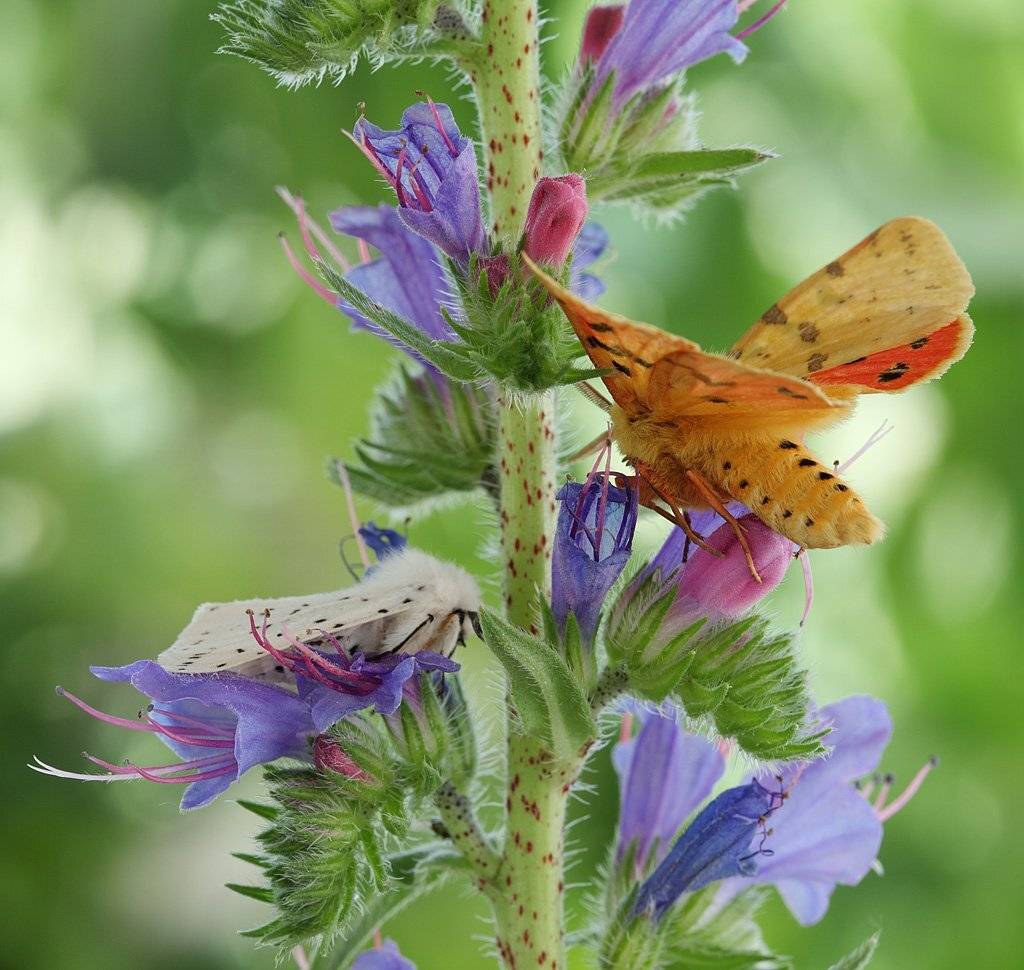 , Сергей Таланов
