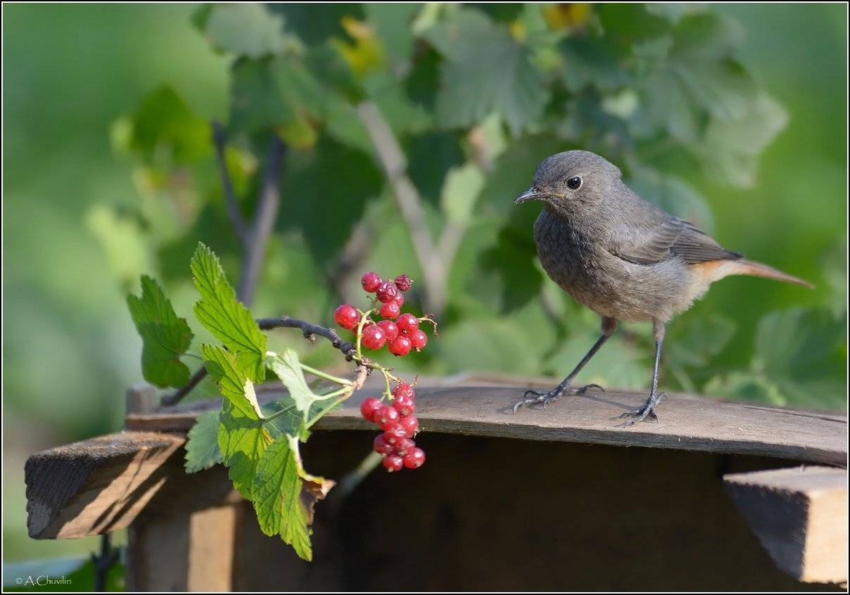 , Александр Чувилин