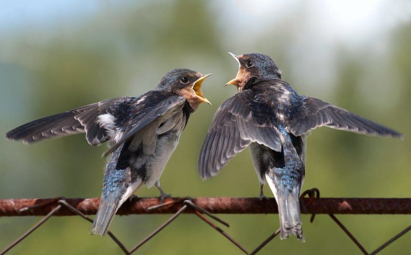 Дуэт фото превью