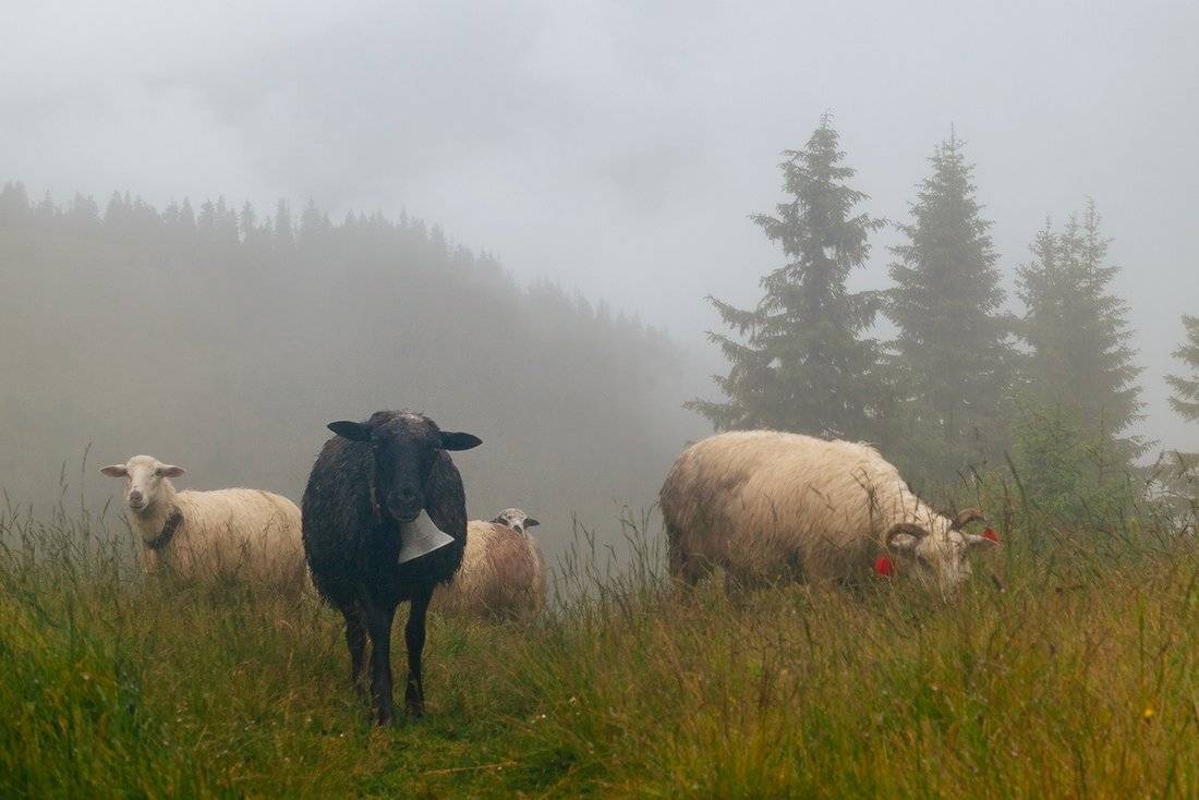 , Ярослав Тюрменко (Jaremi)