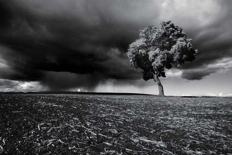 Tree фото превью