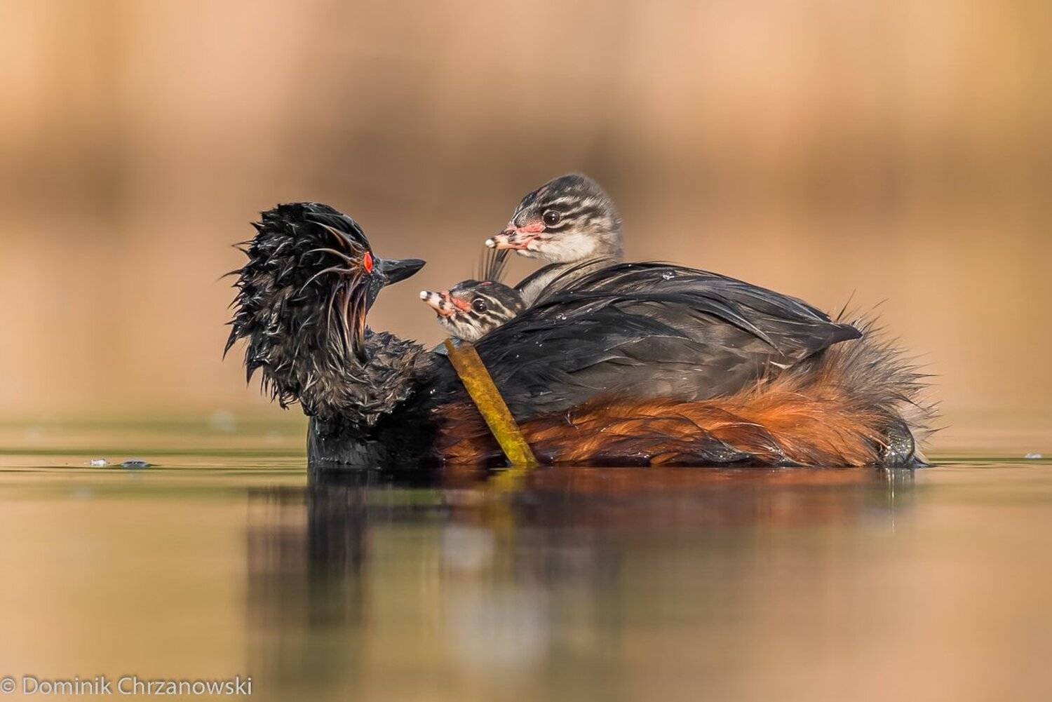 , Dominik Chrzanowski