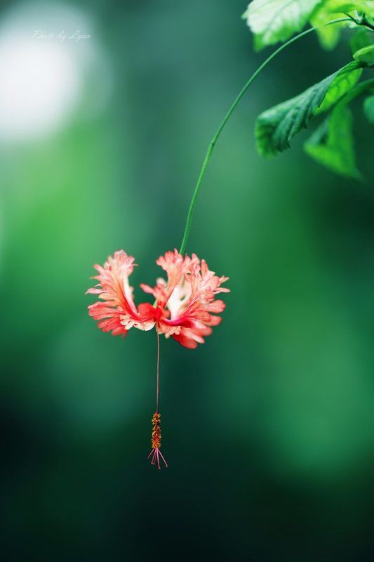 flower фото превью