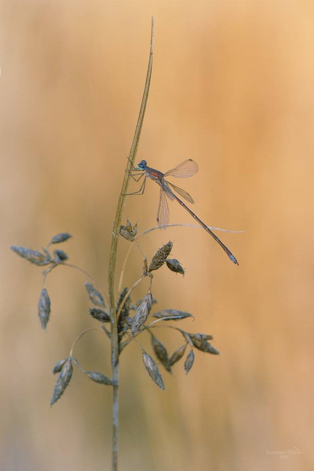 , Кузнецов Дмитрий