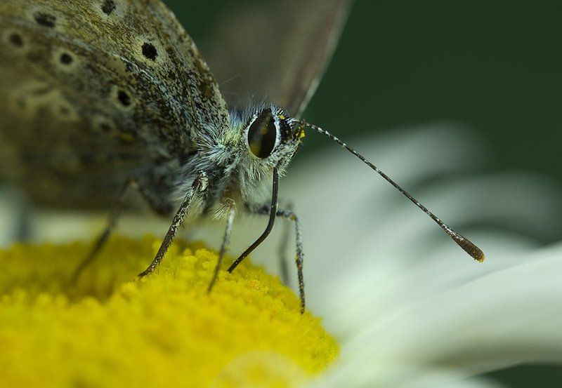 Несколько глотков лета фото превью