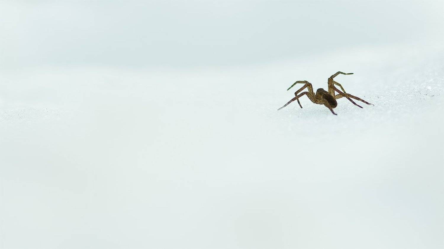 , Геннадий Мещеряков