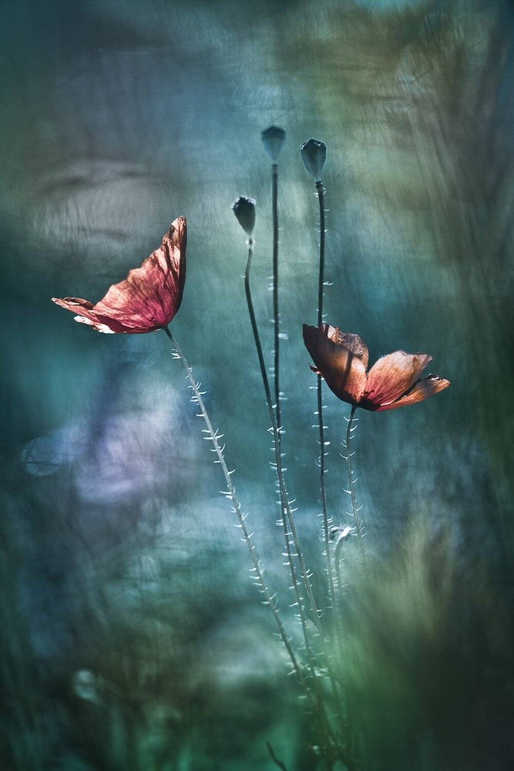 , Gabriel Prescornita