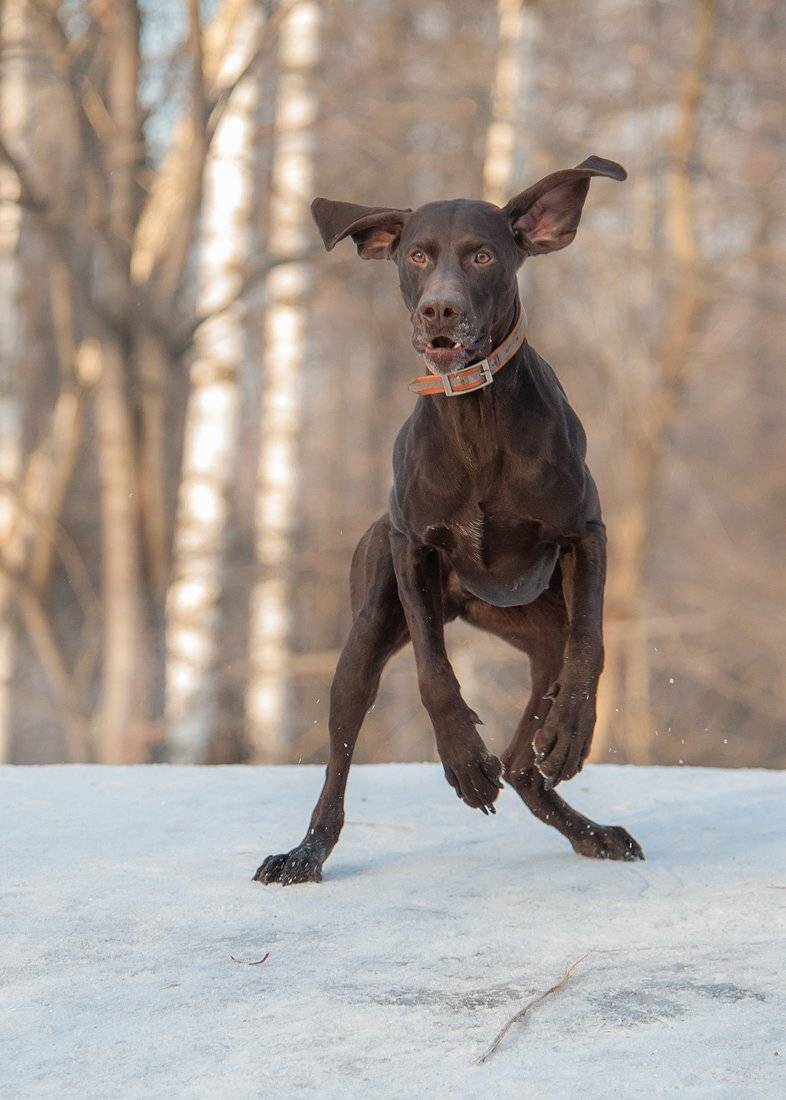 , Валерий Субачев