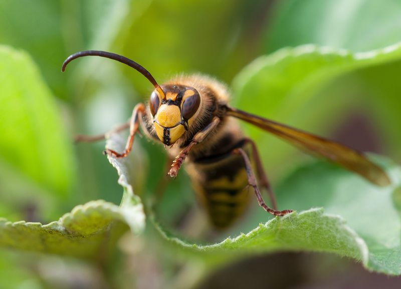 Боец фото превью