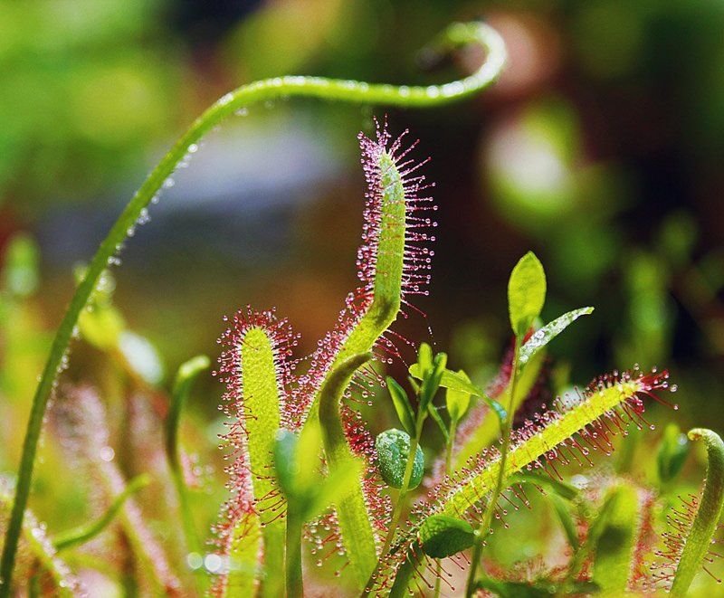 Покорми меня фото превью