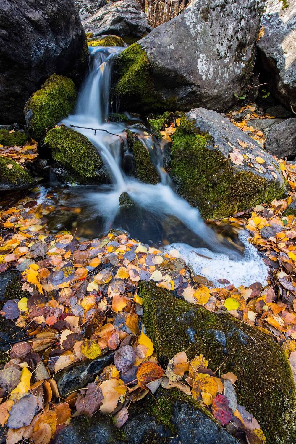 , Орлов Михаил