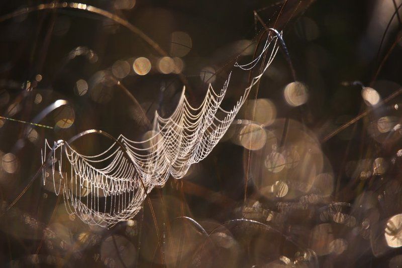 И в третий раз забросил старик невод... фото превью