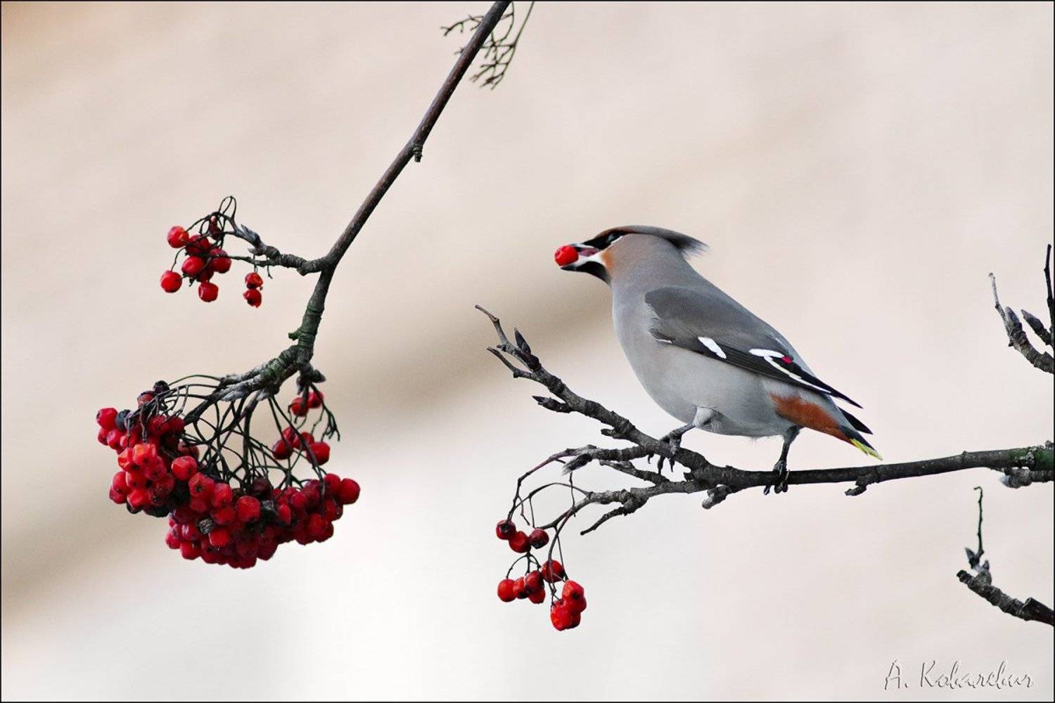 , Ковалевич А.