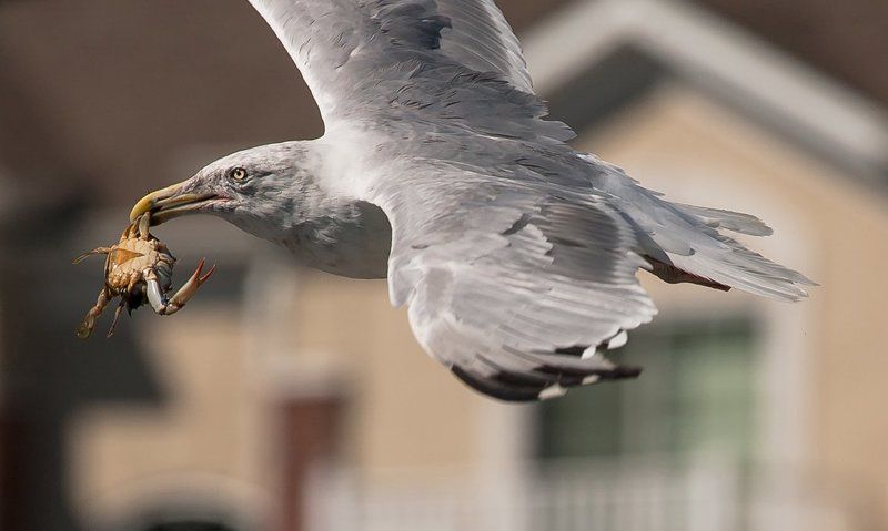 А муж мой пошёл за пивОм, ца-ца... фото превью