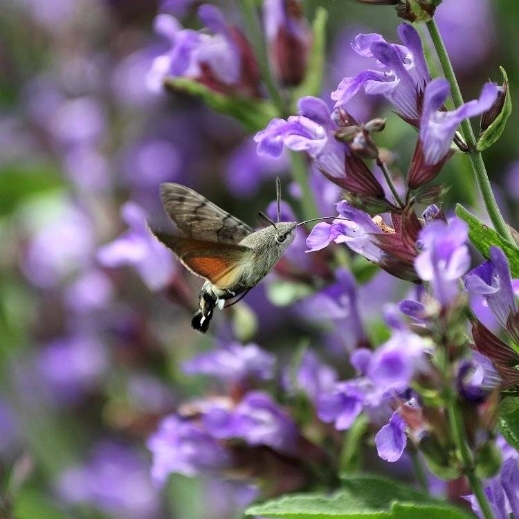 , Сергей Фудиненко