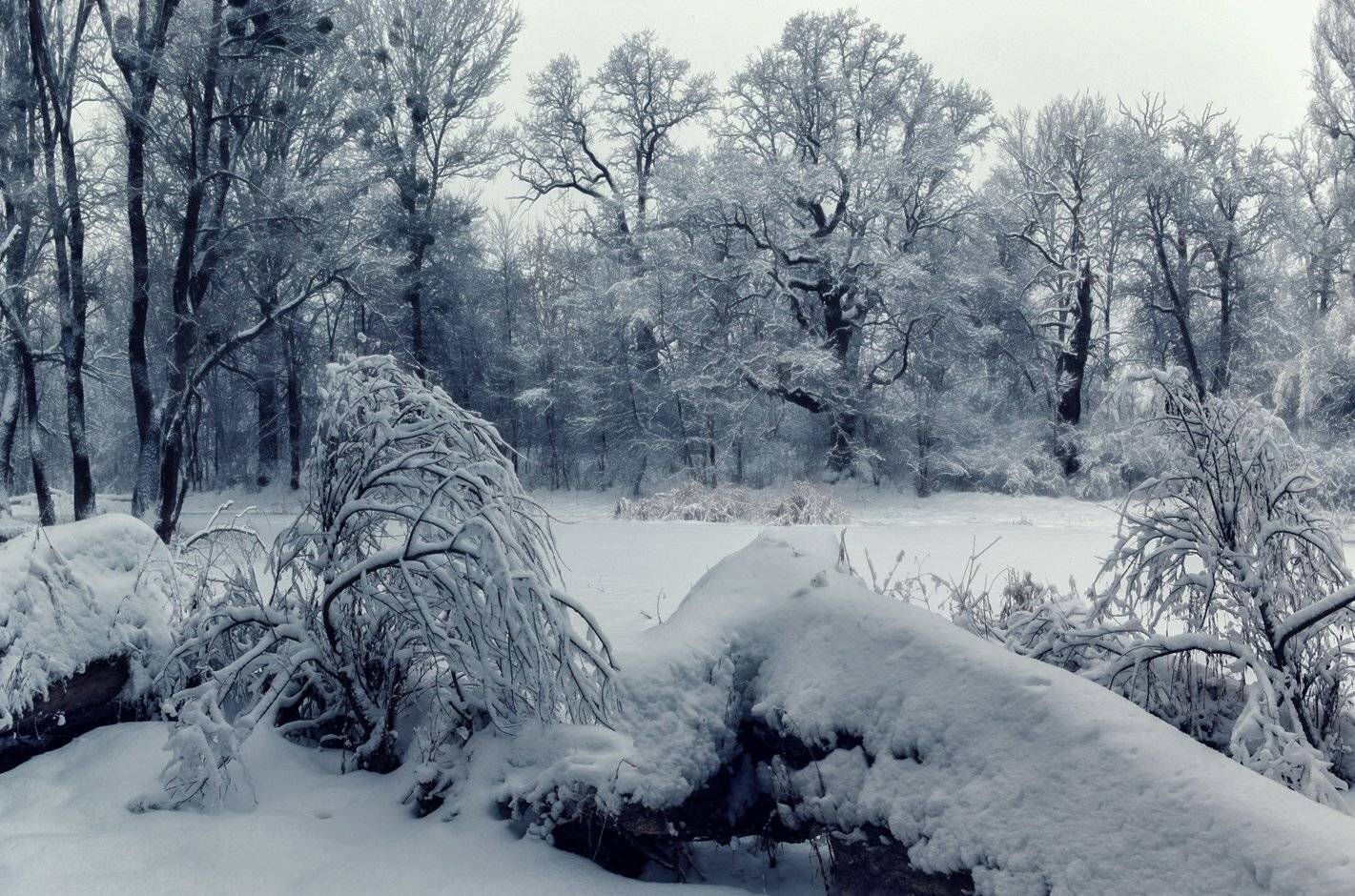 , Игорь Мелекесцев