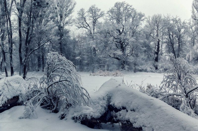 Зимняя заснеженная... фото превью