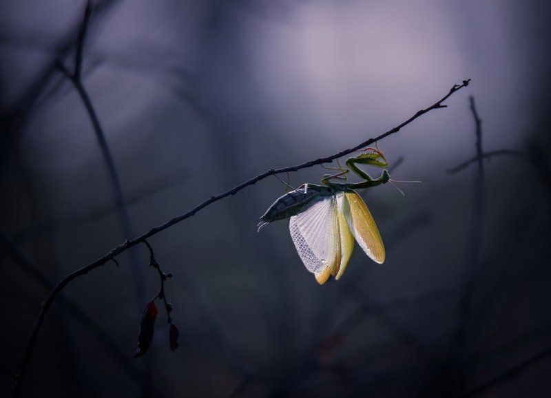 Вдох глубокий,крылья шире... фото превью