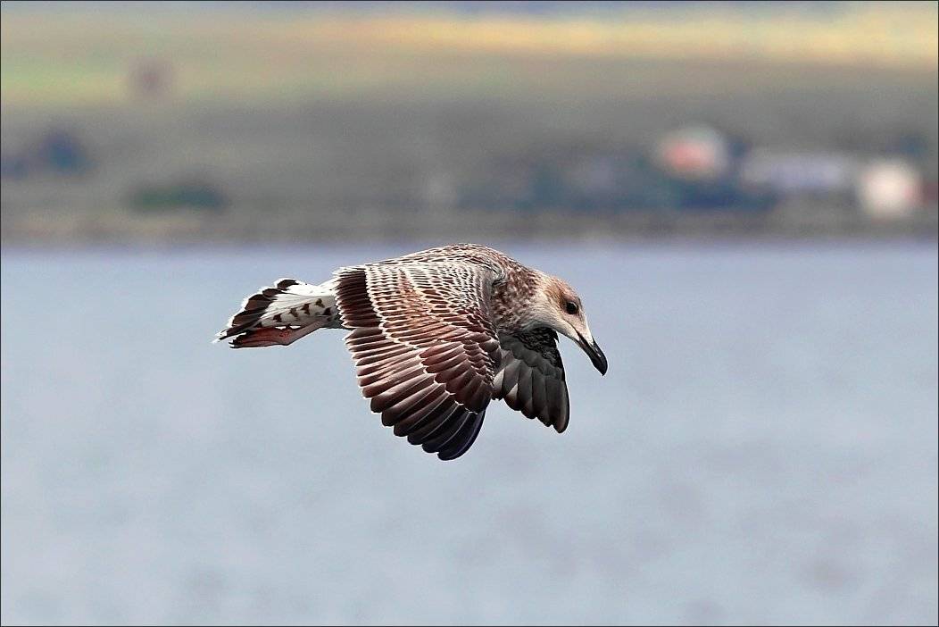 , Сергей Фудиненко