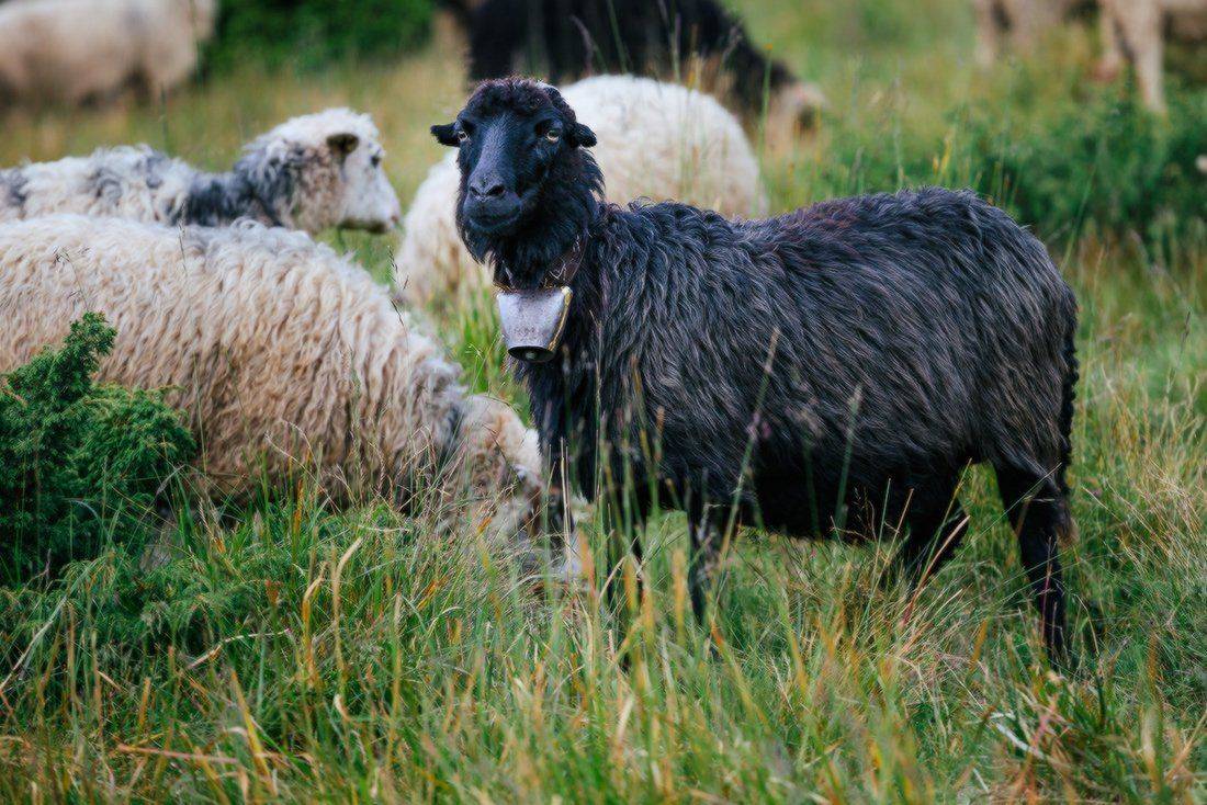 , Ярослав Тюрменко (Jaremi)